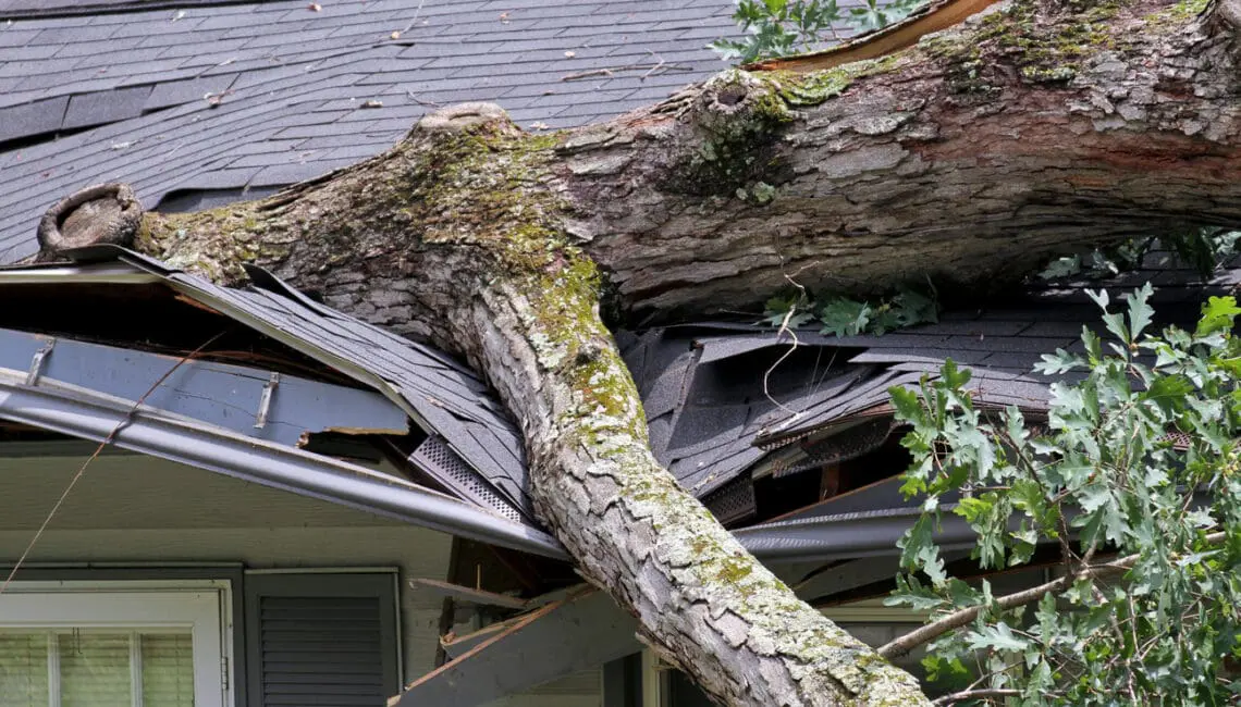Heavy Oak Tree Demolishes a House Roof