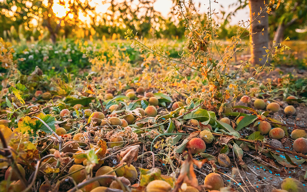 Hail Damage Claims Adjuster Florida