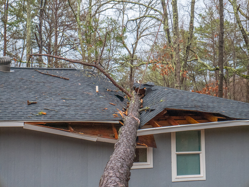 Storm damage tree on roof